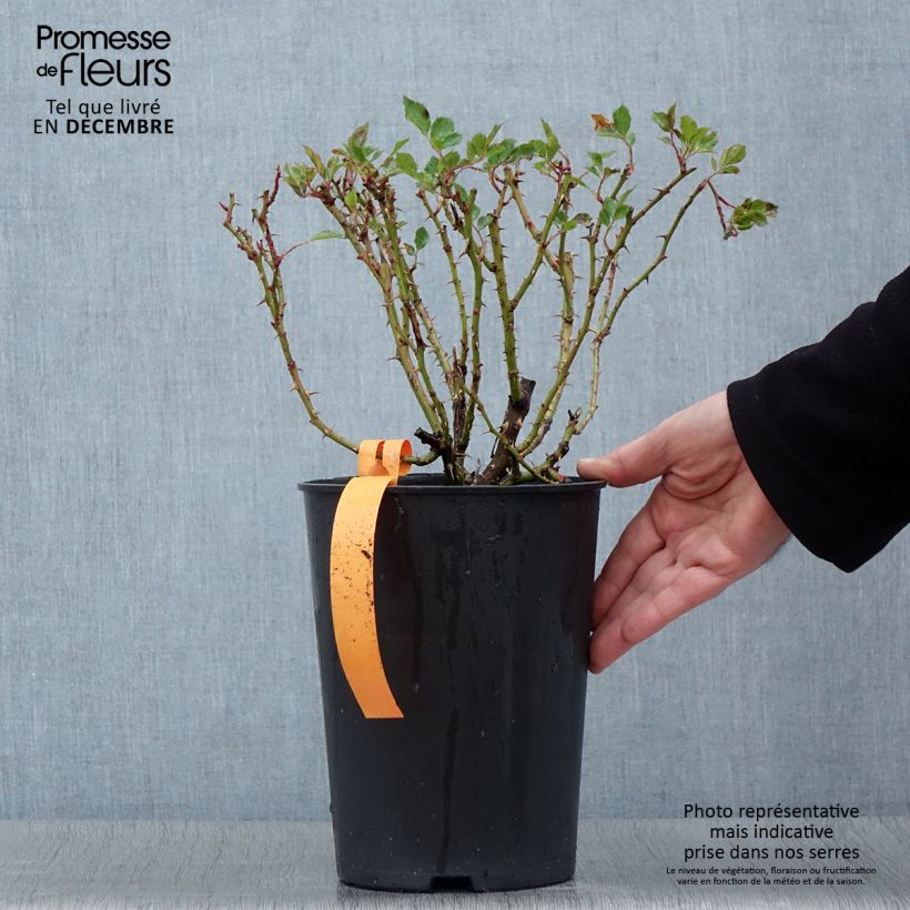 Rosa 'Eyeconic' - Climbing Rose 4L/5L pot sample as delivered in autumn