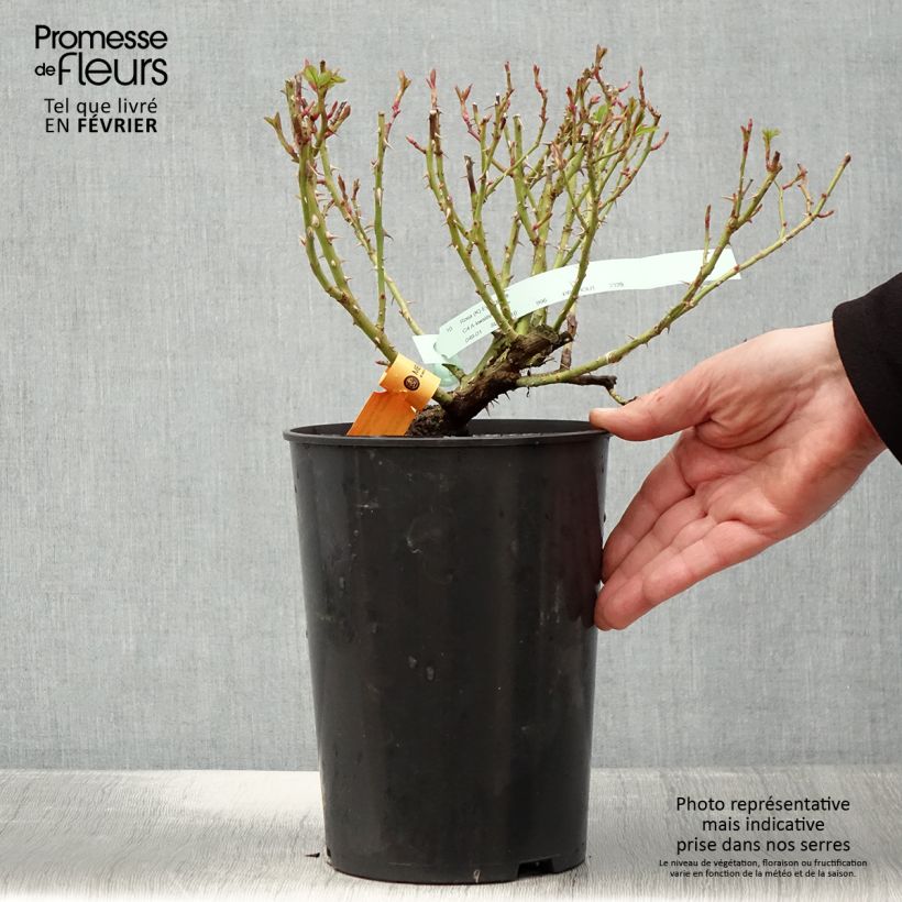 Rosa 'Eyeconic' - Climbing Rose 4L/5L pot sample as delivered in winter
