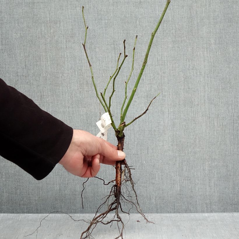 Rosa Climbing Iceberg Bare root sample as delivered in winter