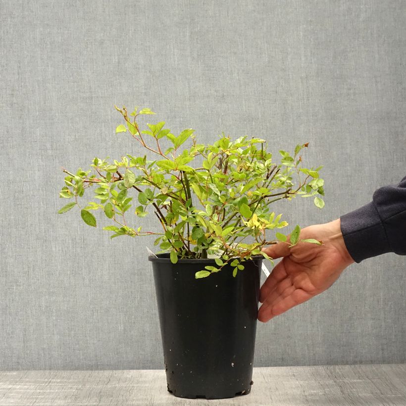 Rosa Frau Eva Schubert - Climbing Rose 4L/5L pot sample as delivered in spring