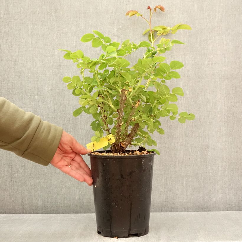 Rosa Fregate Lapfreg 4L/5L pot sample as delivered in spring