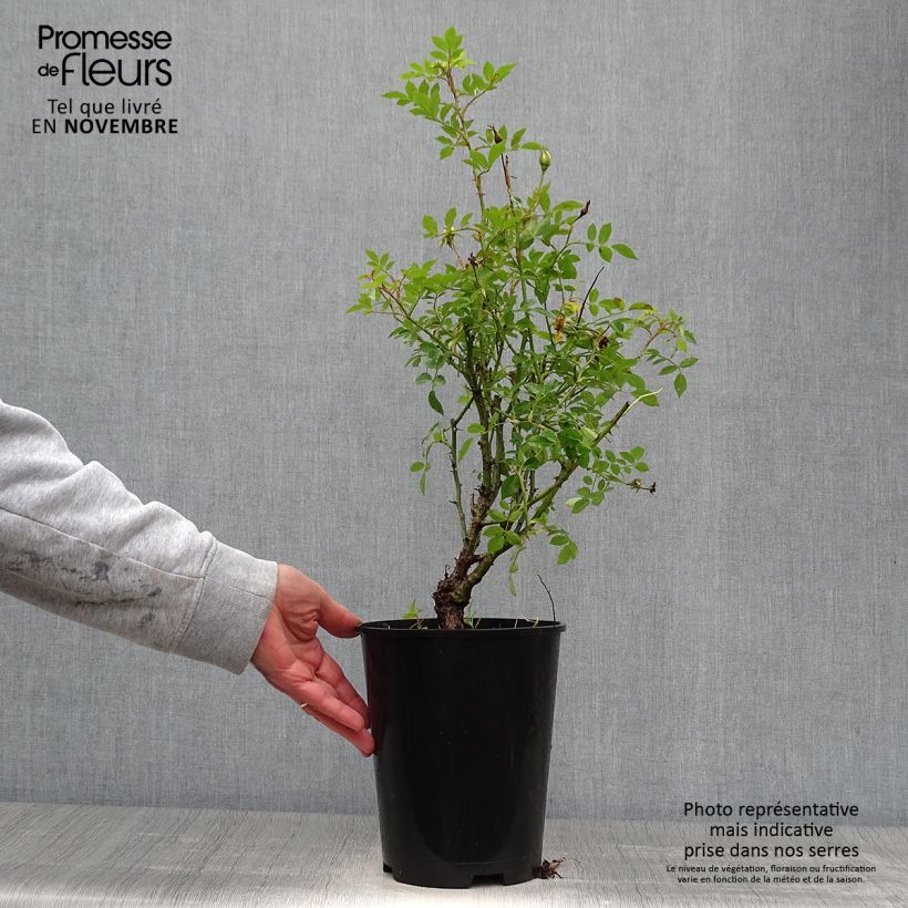 Rosa Golden Age - Climbing Rose 4L/5L pot sample as delivered in autumn