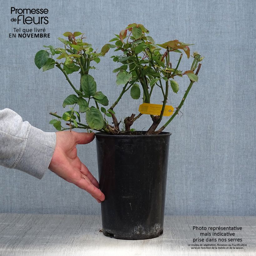 Rosa 'Golden Gate' - Klettermaxe Climbing Rose  4L/5L pot sample as delivered in autumn