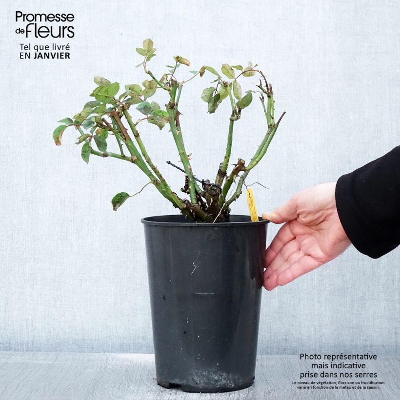 Rosa 'Golden Gate' - Klettermaxe Climbing Rose  4L/5L pot sample as delivered in winter