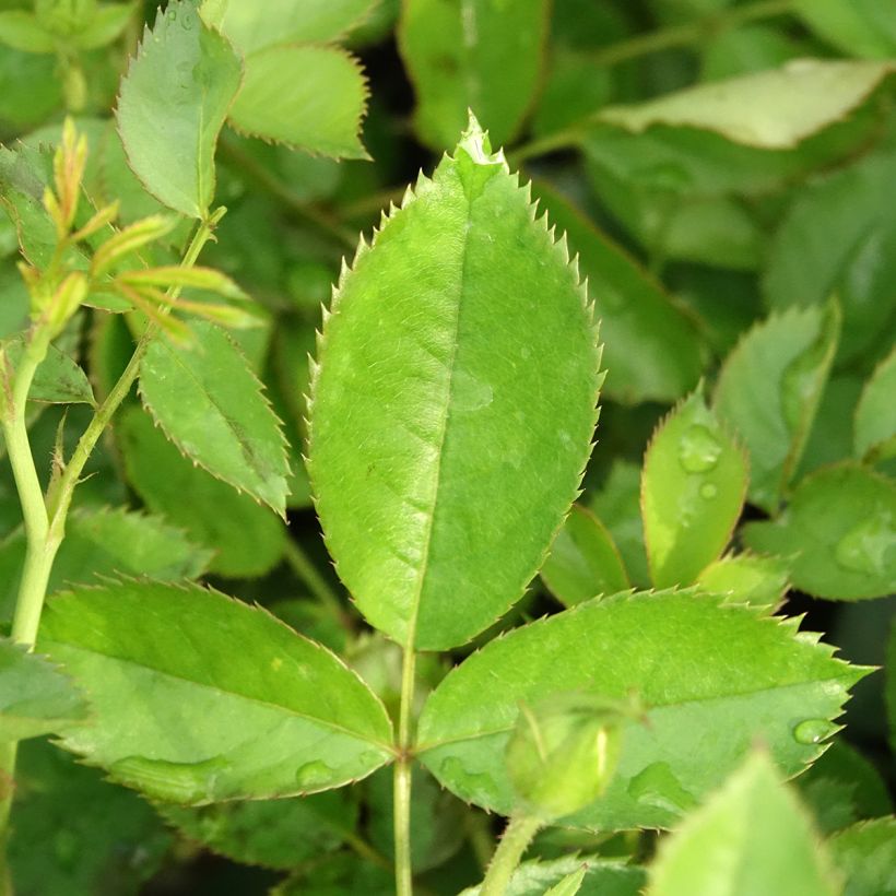 Rosa 'Golden Pareo' - Climbing Rose (Foliage)