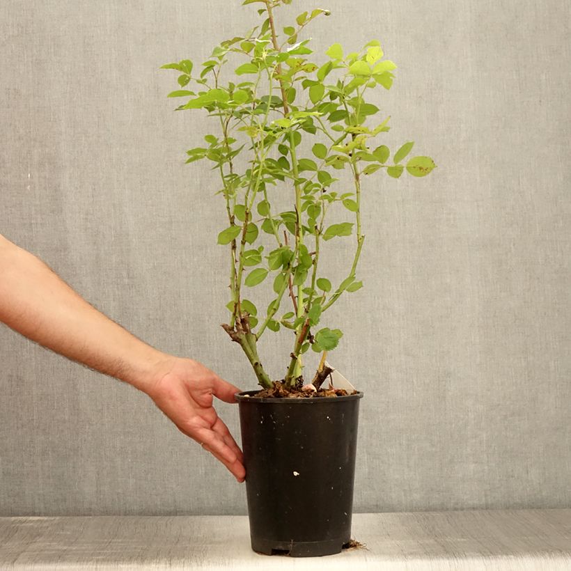 Rosa 'Golden Pareo' - Climbing Rose 4L/5L pot sample as delivered in summer