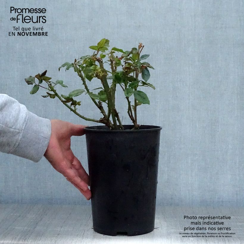 Rosa Goldfassade 4L/5L pot sample as delivered in autumn
