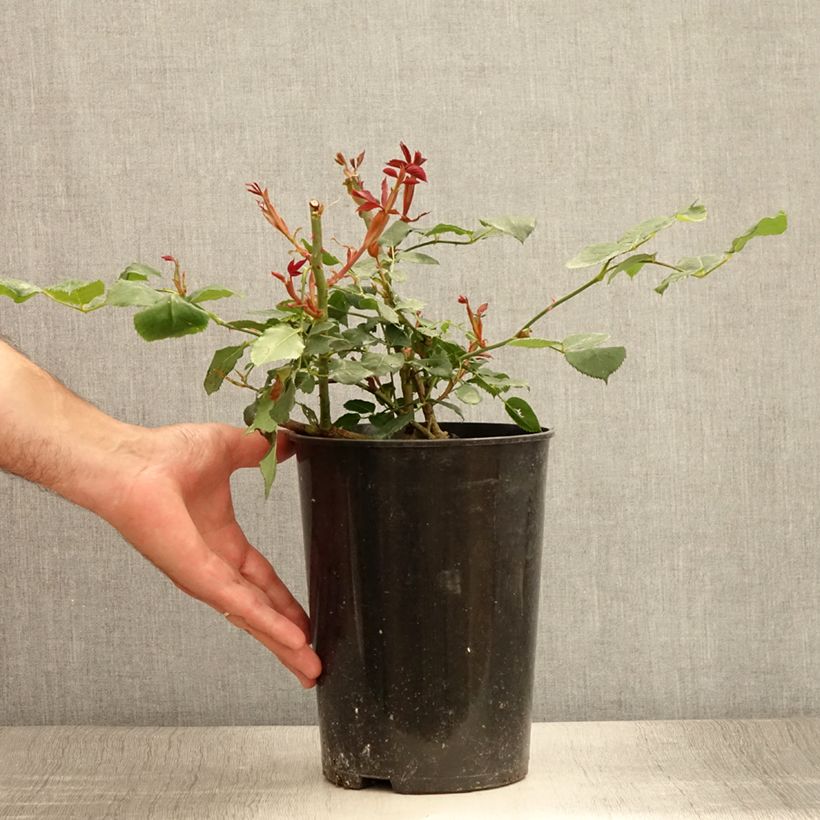 Rosa 'Guinée' 4L/5L pot sample as delivered in summer