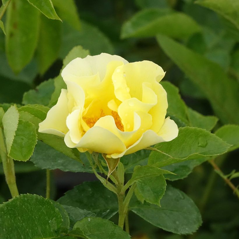 Rosa Happiness - Climbing Rose (Flowering)