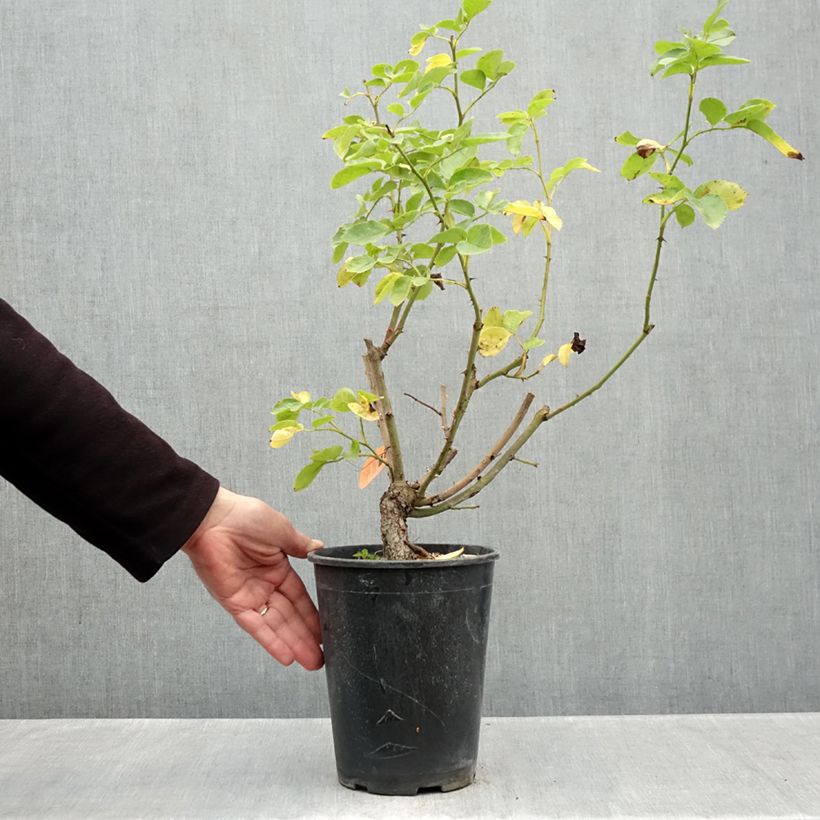 Rosa Happiness - Climbing Rose 4L/5L pot sample as delivered in autumn