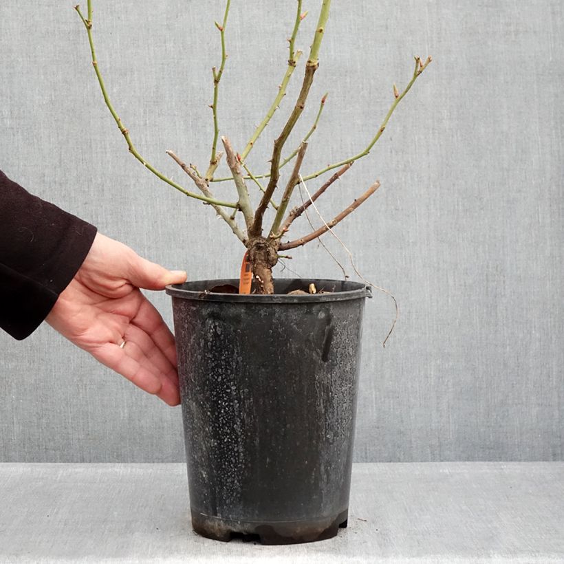 Rosa Happiness - Climbing Rose 4L/5L pot sample as delivered in winter