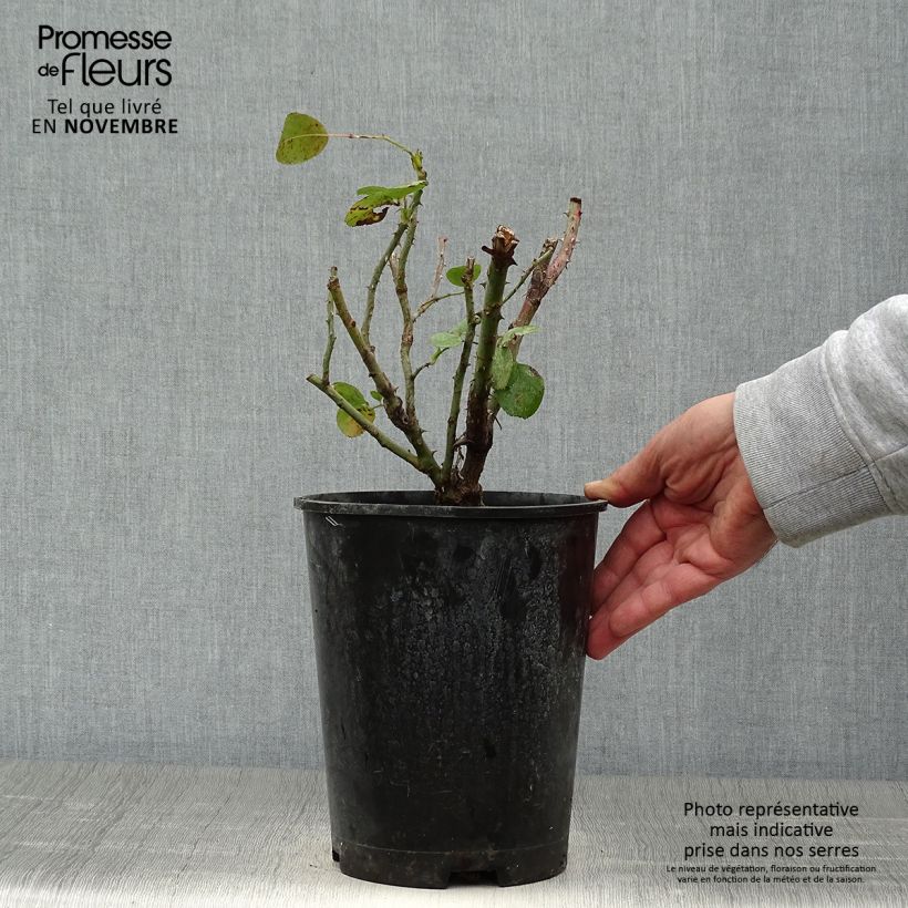 Rosa Jasmina 4L/5L pot sample as delivered in autumn