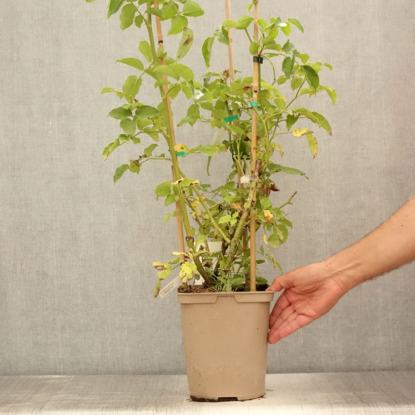 Rosa Julie Andrieu - Climbing Rose 3L/4L pot sample as delivered in summer