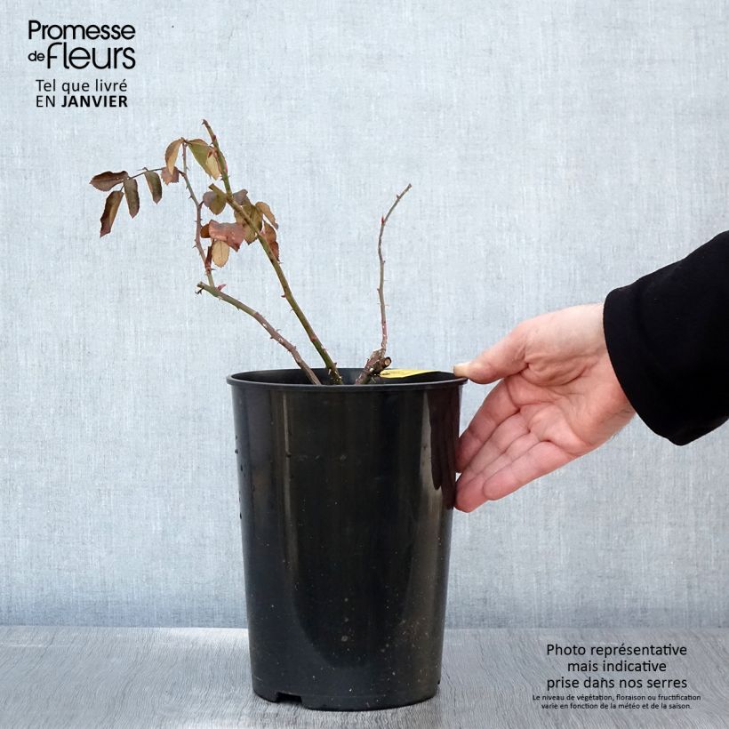 Rosa 'Laguna' - Klettermaxe Climbing Rose 4L/5L pot sample as delivered in winter