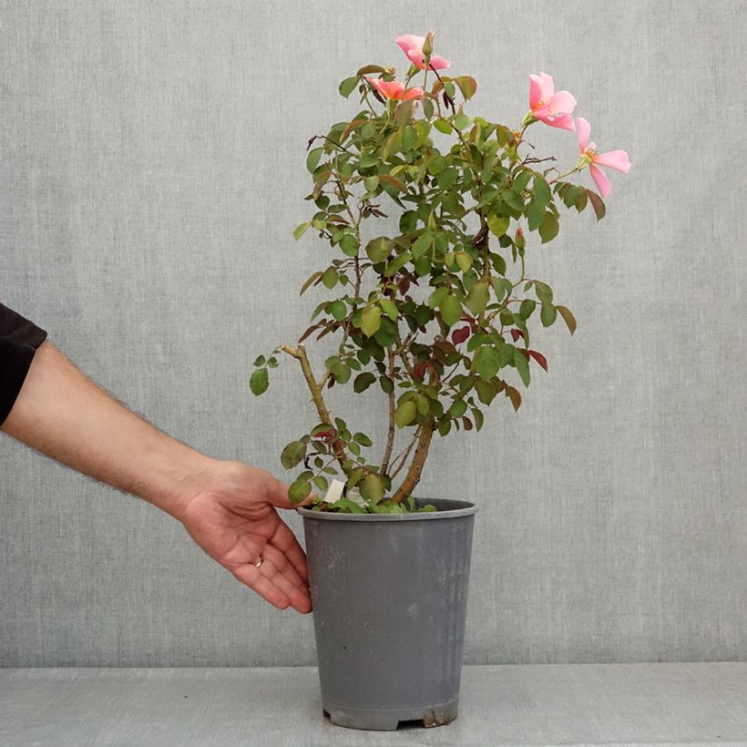 Rosa moschata Lens Flair - Climbing Rose 4L/5L pot sample as delivered in summer