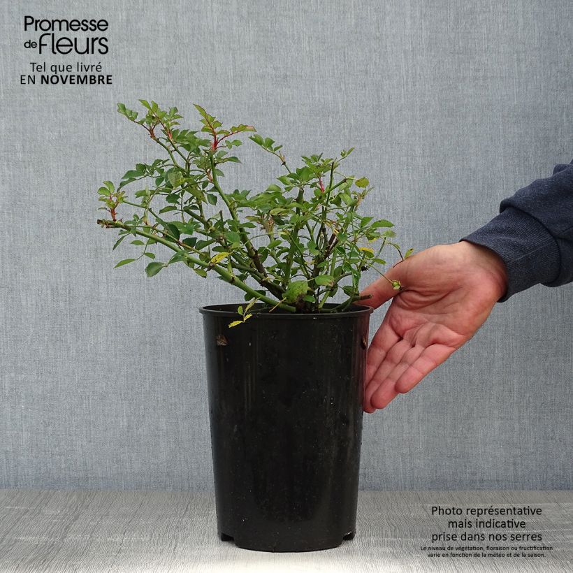 Rosa 'Libertas' 4L/5L pot sample as delivered in autumn