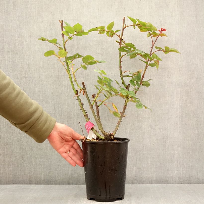 Rosa 'Long Island' - Climbing Rose 4L/5L pot sample as delivered in spring