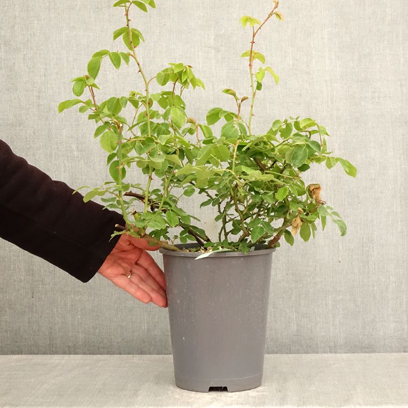 Rosa x wichuraiana 'May Queen' 4L/5L pot sample as delivered in spring