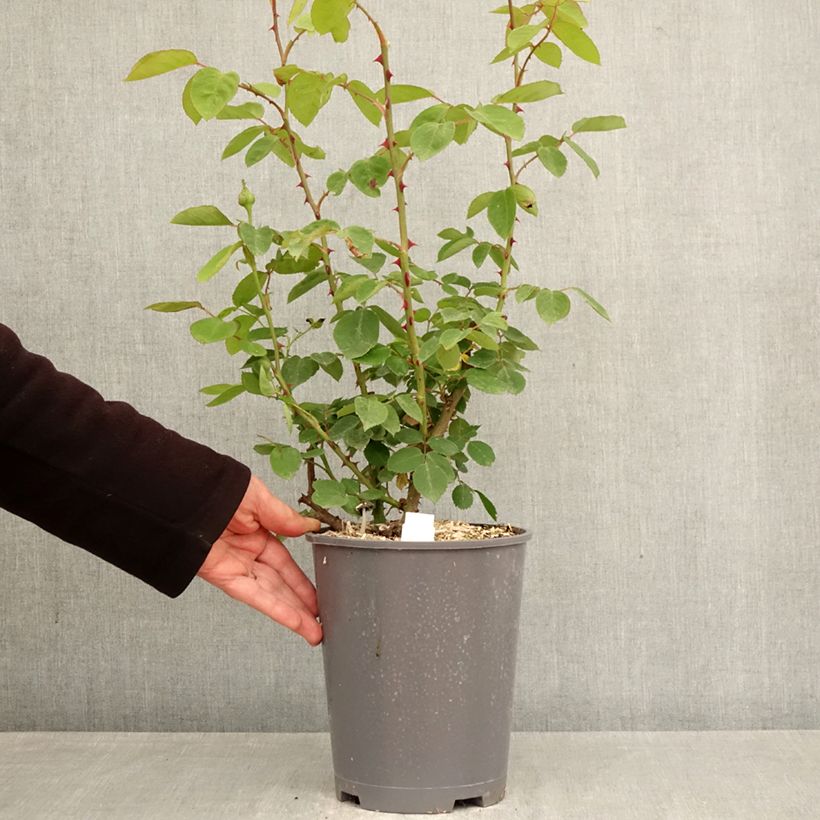Rosa 'Mme Caroline Testout' 4L/5L pot sample as delivered in spring