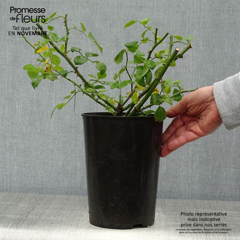 Rosa x wichuraiana 'New Dawn' 4L/5L pot sample as delivered in autumn