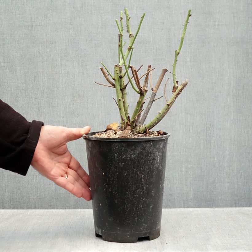 Rosa Oriental Peace, Climbing - Climbing Rose 4L/5L pot sample as delivered in autumn