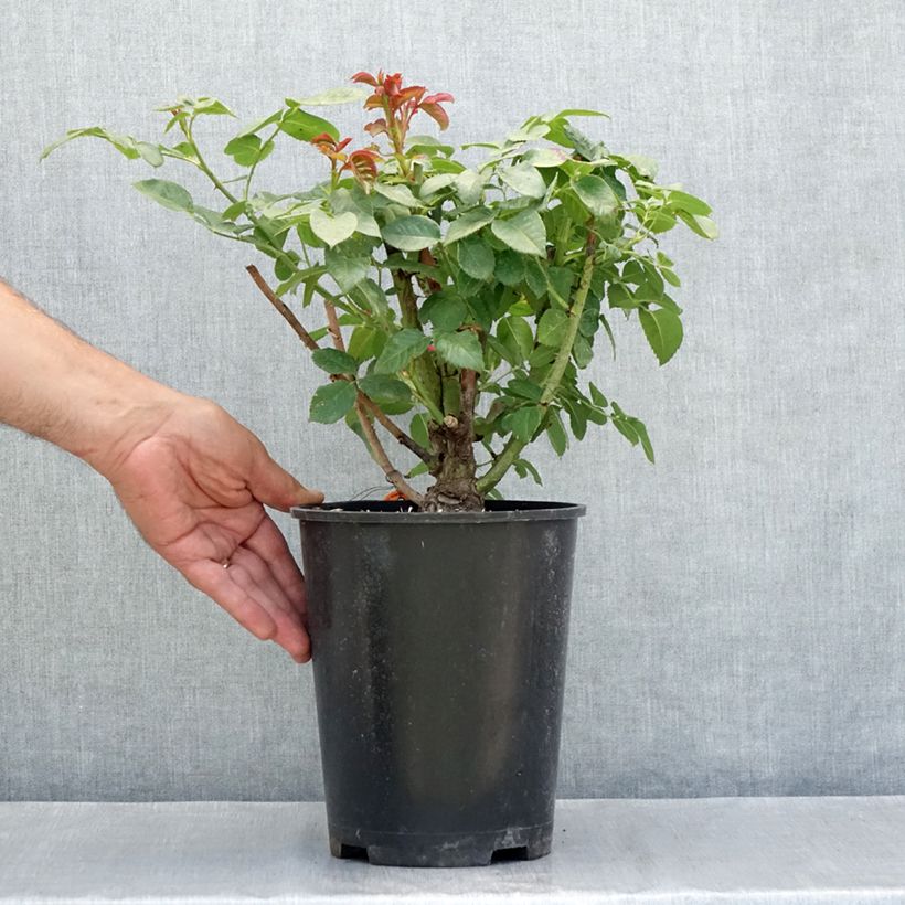 Rosa Oriental Peace, Climbing - Climbing Rose 4L/5L pot sample as delivered in summer