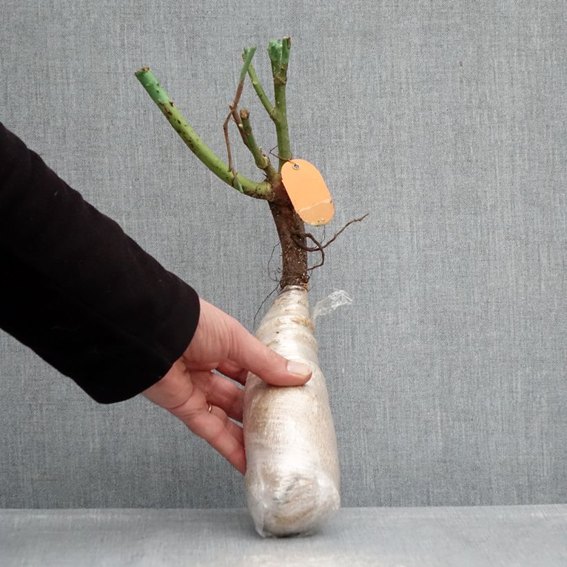 Rosa Oriental Peace, Climbing - Climbing Rose Wrapped bare root sample as delivered in winter