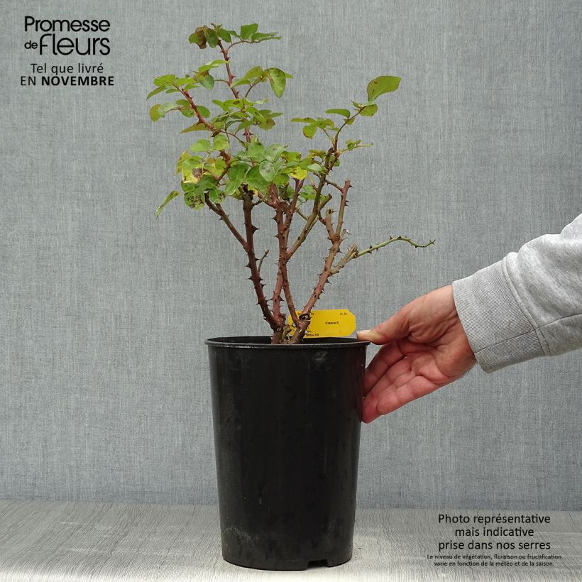 Rosa Ozeana - Climbing Rose 4L/5L pot sample as delivered in autumn