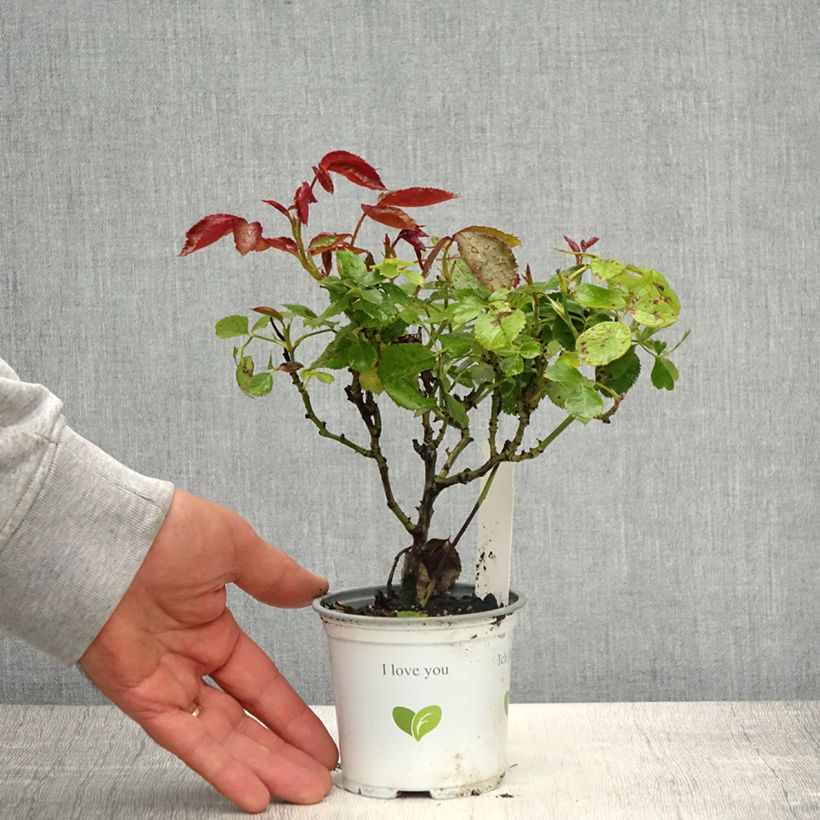 Rosa Palais Royal 10cm/11cm pot sample as delivered in spring