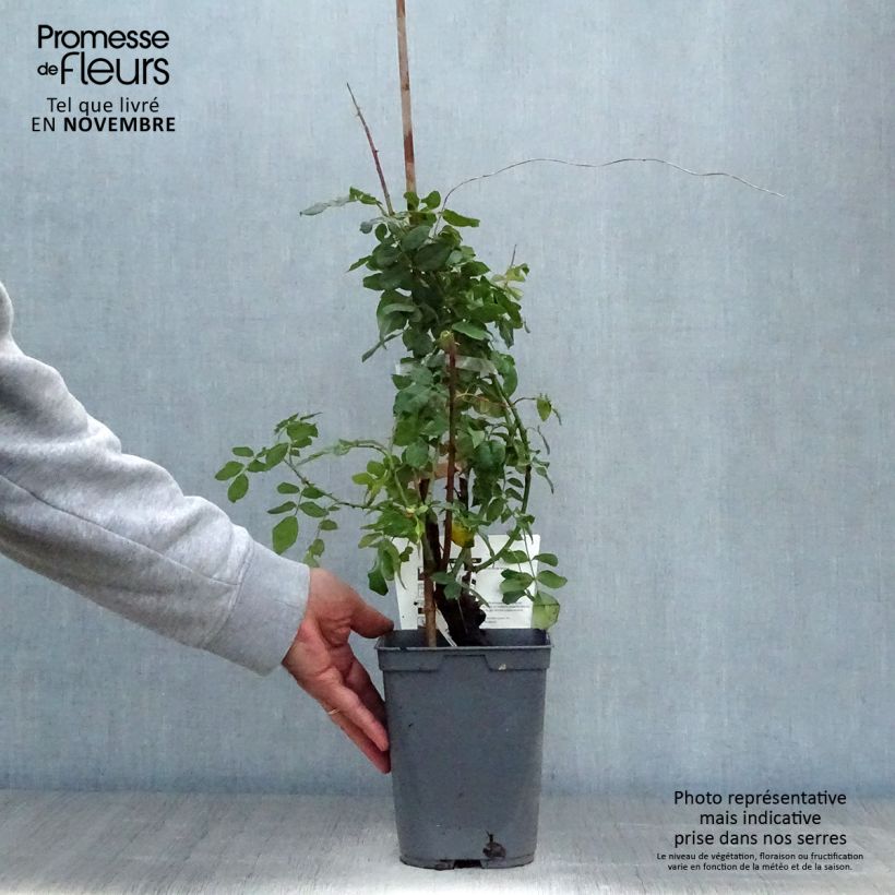 Rosa x grimpant 'Papi Delbard' - Climbing Rose 3L/4L pot sample as delivered in autumn