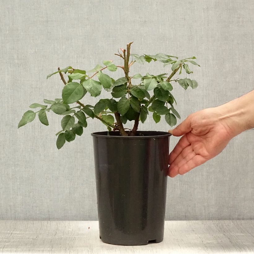 Rosa 'Kiss me Kate' Klettermaxe -Climbing Rose 4L/5L pot sample as delivered in summer