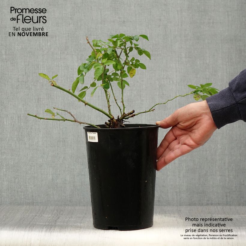Rosa x wichuraiana 'Paul Transon' - Rambling Rose 4L/5L pot sample as delivered in autumn