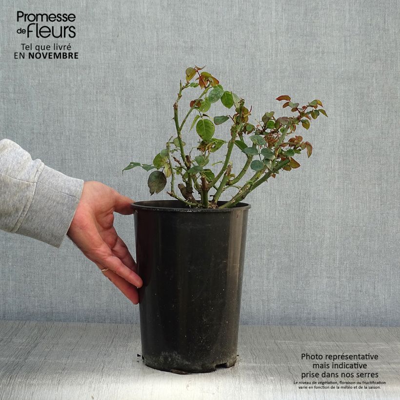 Rosa Penny Lane 4L/5L pot sample as delivered in autumn
