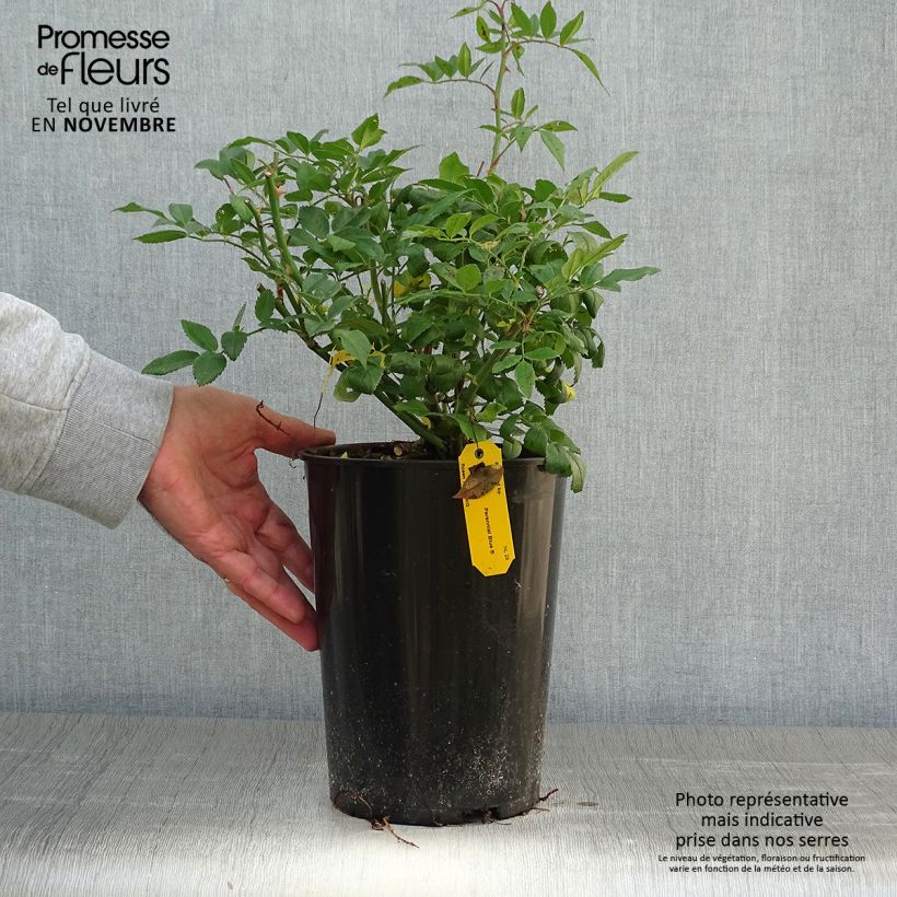 Rosa 'Perennial Blue' - Climbing Rose 4L/5L pot sample as delivered in autumn