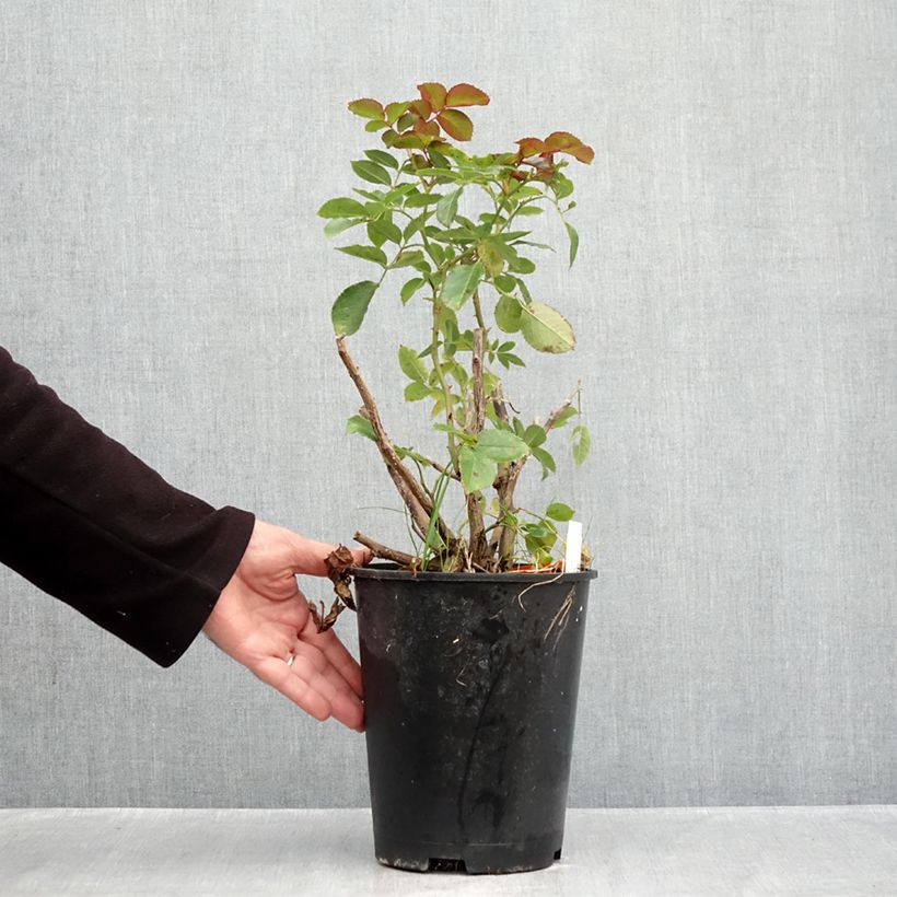 Rosa  Pierre de Ronsard - Climbing Rose 4L/5L pot sample as delivered in autumn