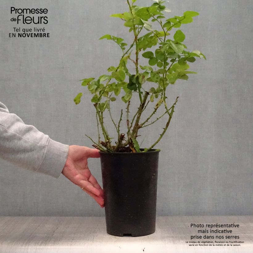 Rosa  Polka - Climbing Rose 4L/5L pot sample as delivered in autumn
