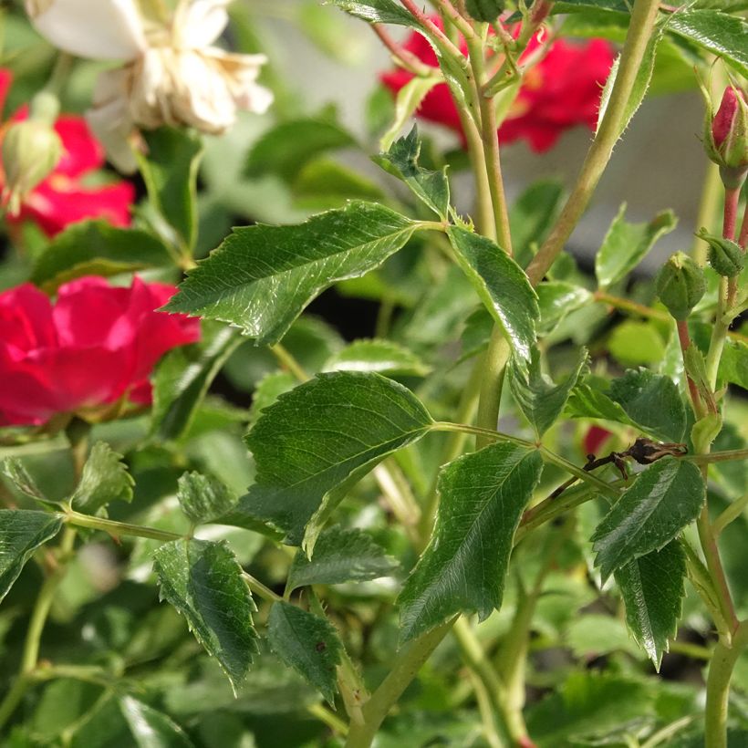 Rosa 'Rambling Rosie' - Rambling Rose  (Foliage)