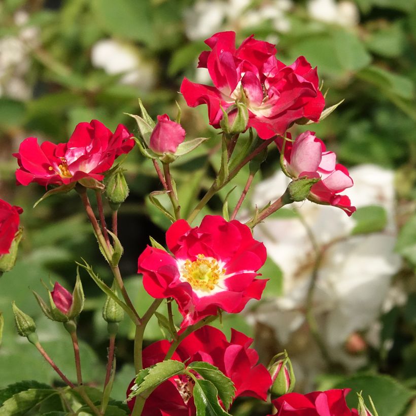 Rosa 'Rambling Rosie' - Rambling Rose  (Flowering)