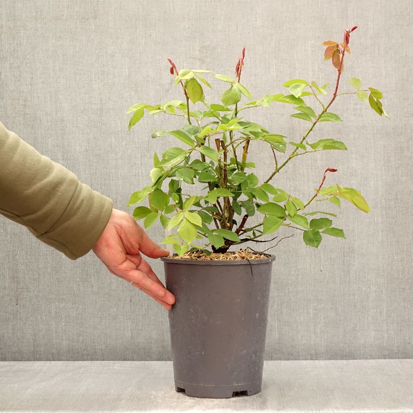 Rosier grimpant Roi de Siam Pot de 4L/5L sample as delivered in spring