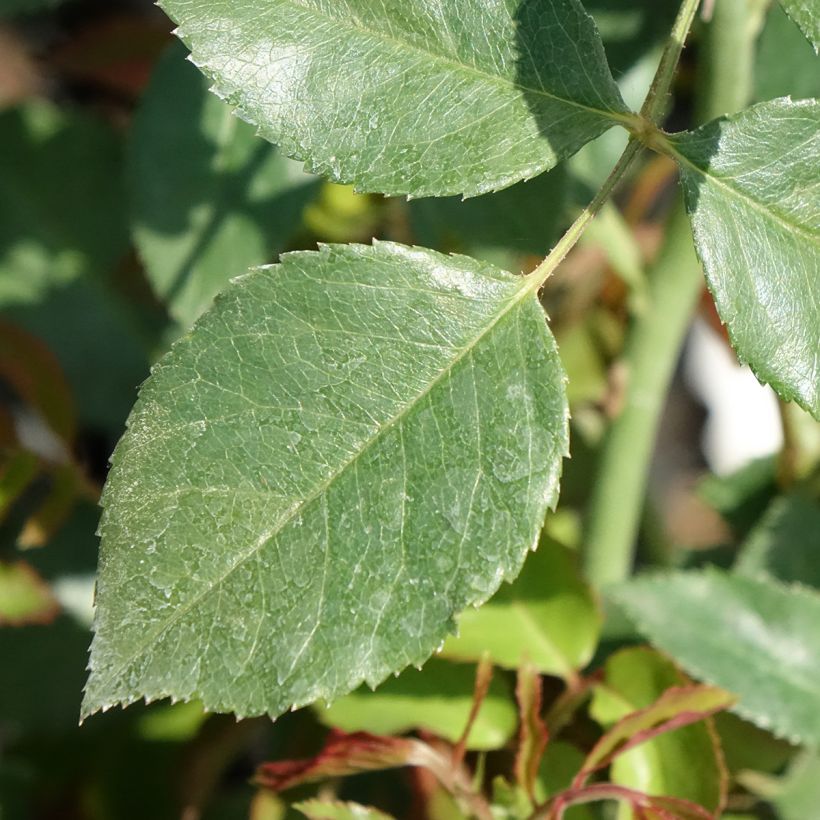 Rosa Sabrina - Climbing Rose (Foliage)
