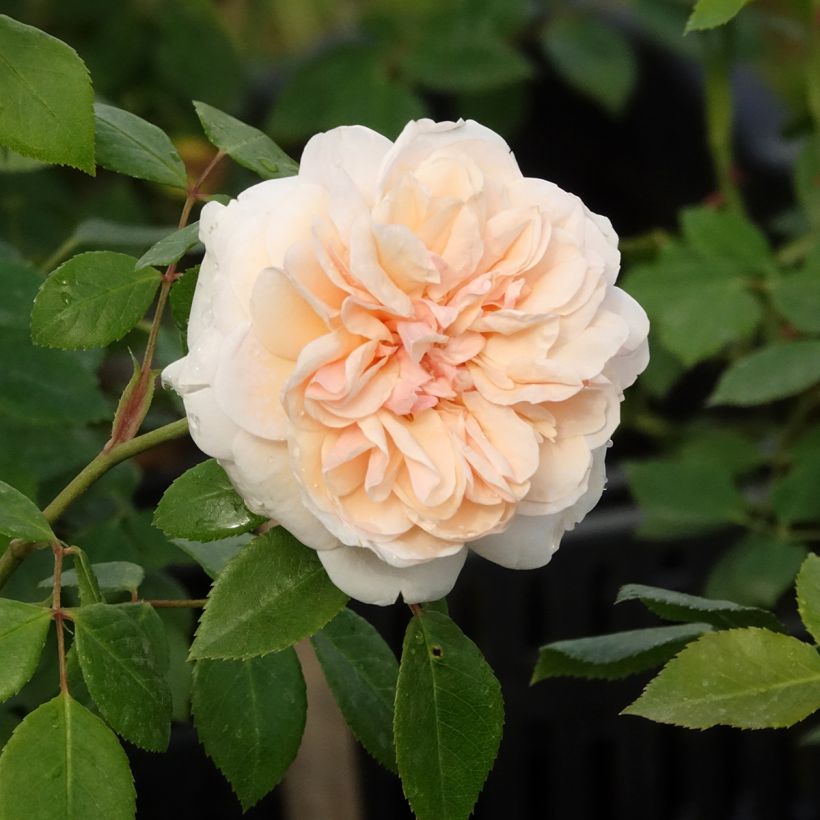 Rosa Sabrina - Climbing Rose (Flowering)