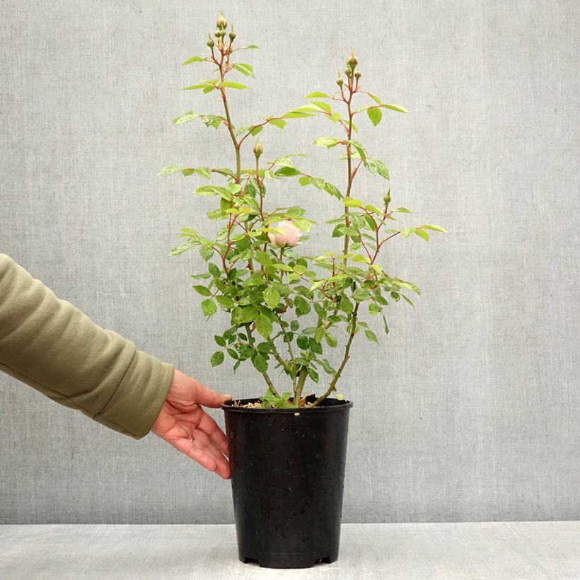 Rosa Sabrina - Climbing Rose 4L/5L pot sample as delivered in spring