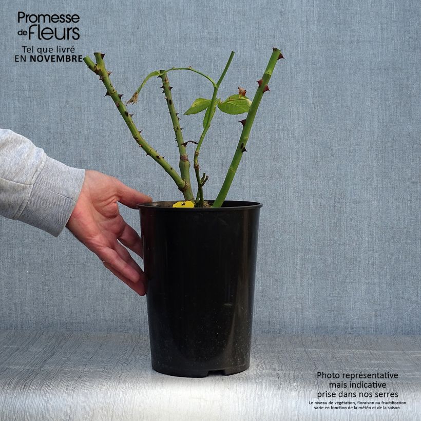 Rosa Schneewalzer 4L/5L pot sample as delivered in autumn