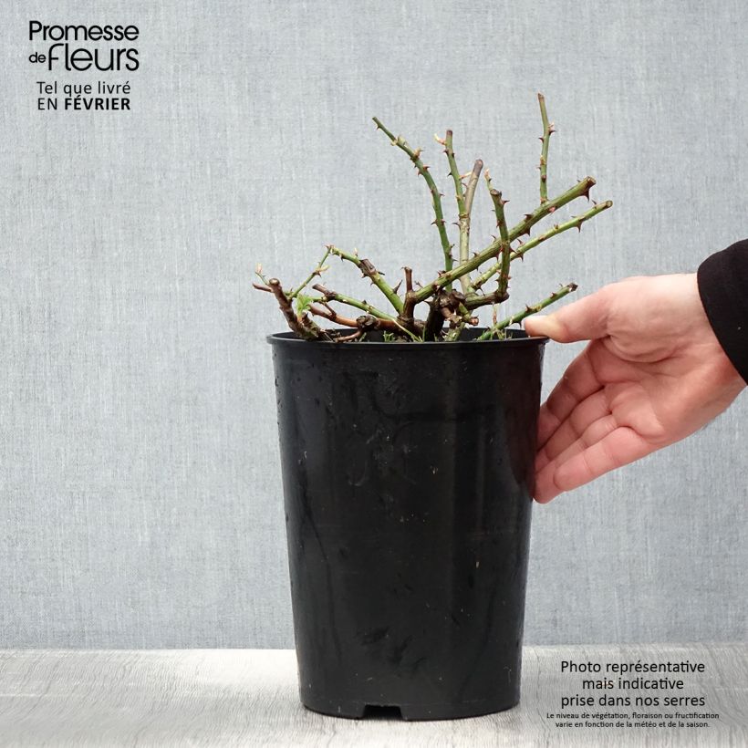 Rosa Seagull - Rambling Rose 4L/5L pot sample as delivered in winter