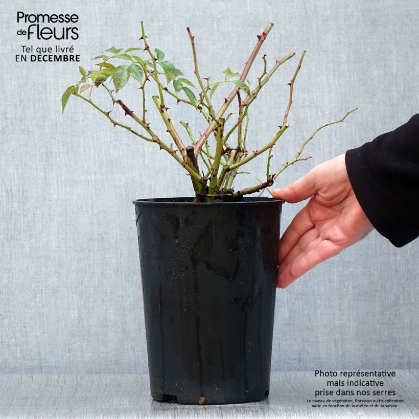Rosa 'Lavender Siluetta' - Climbing Rose 4L/5L pot sample as delivered in autumn