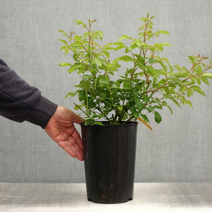 Rosa 'Lavender Siluetta' - Climbing Rose 4L/5L pot sample as delivered in summer