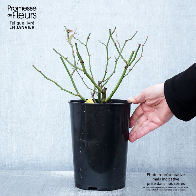 Rosa 'Sunny Siluetta' - Climbing Rose 4L/5L pot sample as delivered in winter