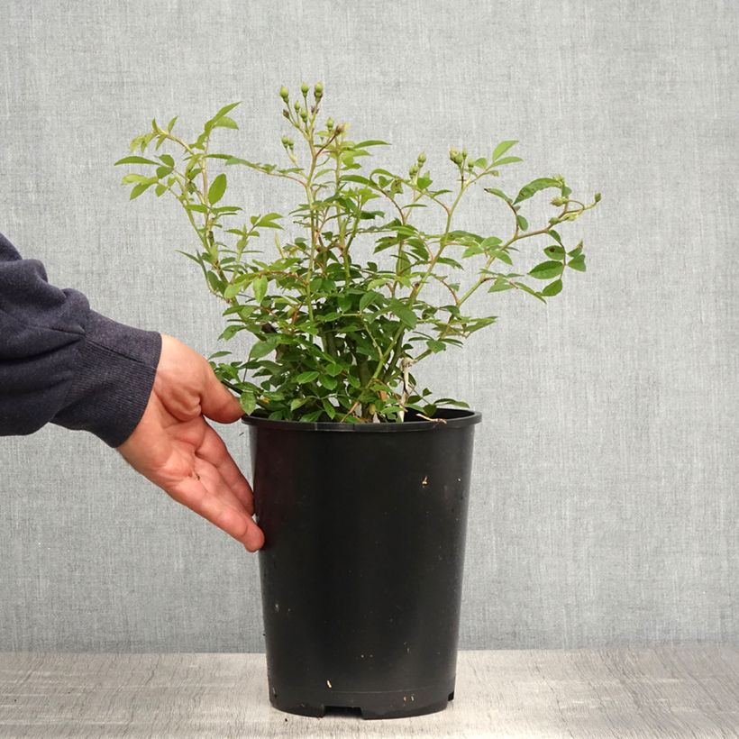 Rosa 'Sunny Siluetta' - Climbing Rose 4L/5L pot sample as delivered in spring