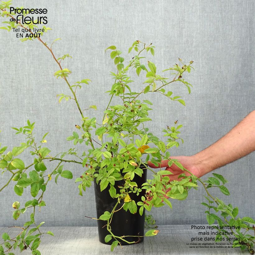 Rosa 'Sweet Siluetta' - Climbing Rose 4L/5L pot sample as delivered in summer