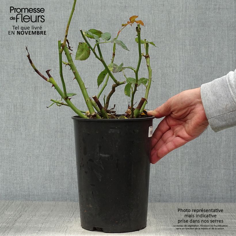 Rosa 'Sympathie' - Climbing Rose 4L/5L pot sample as delivered in autumn